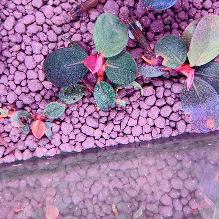 无花朵福利辣椒榕良圆