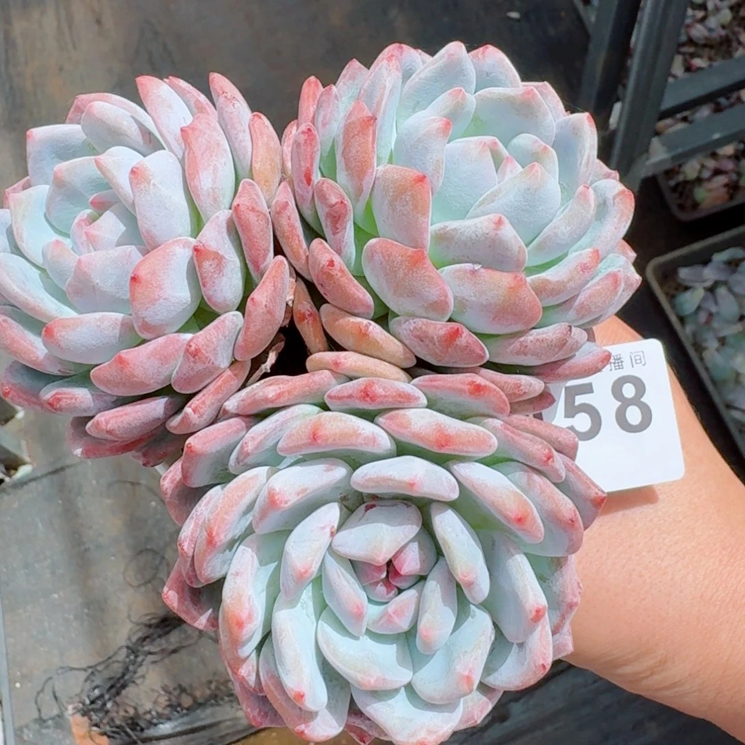 三头橙子            精美多肉植物