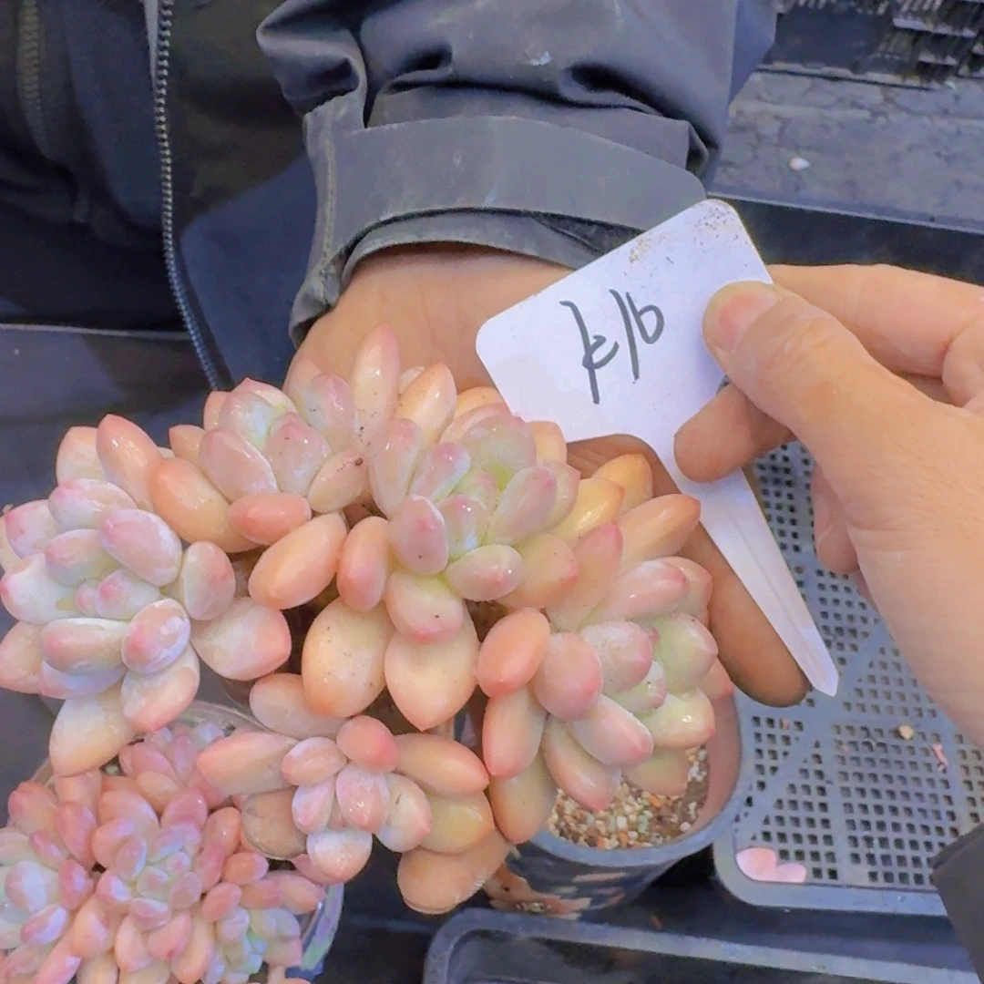 多肉植物的生长发育和