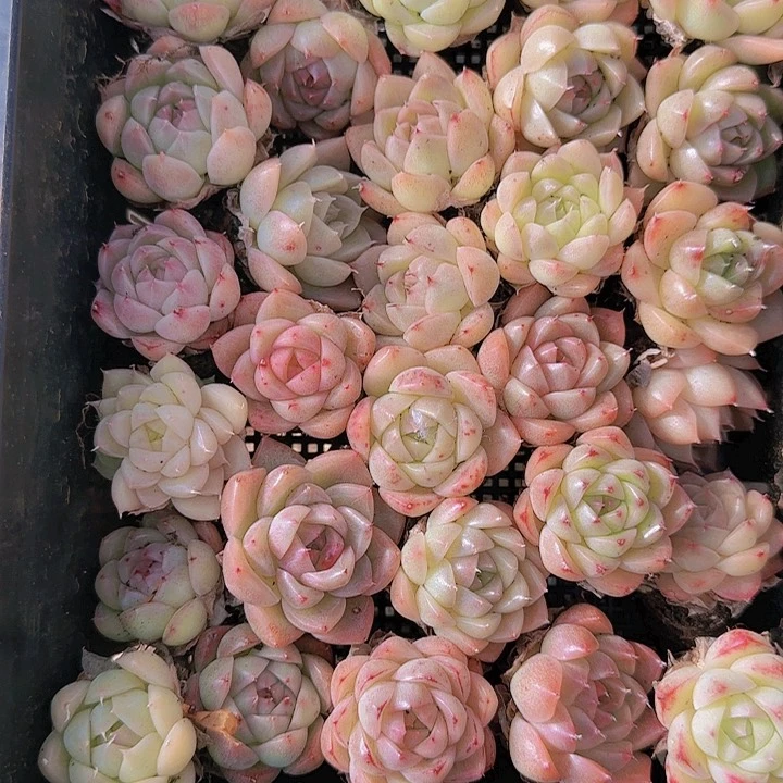 花时光精品多肉67