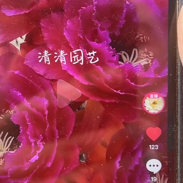 清清13根仙人球瑕疵