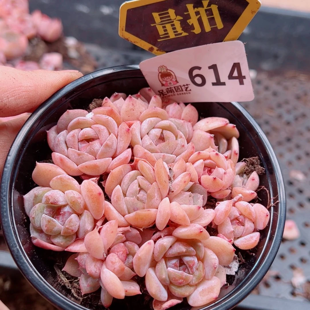 多肉植物多肉植物