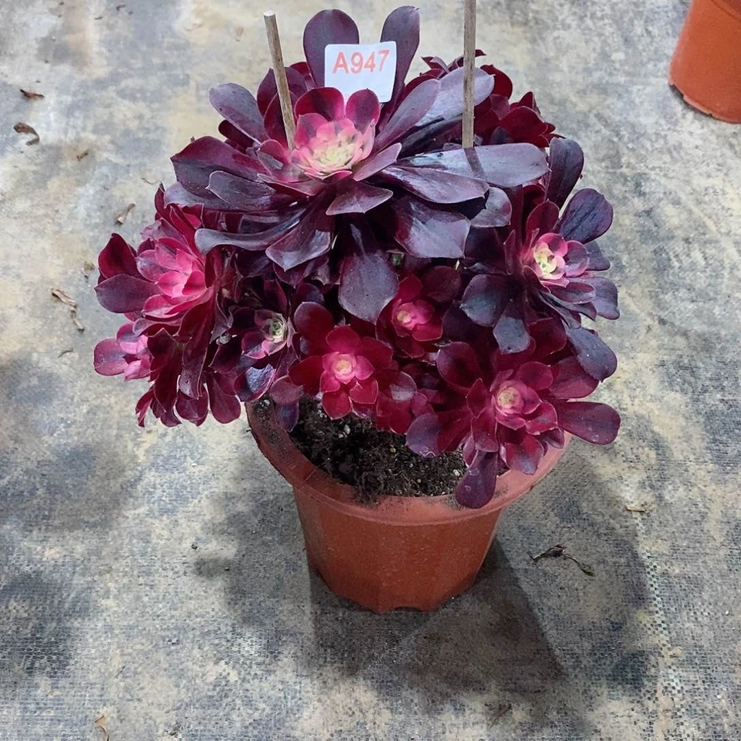 城*美杜莎947多肉法师