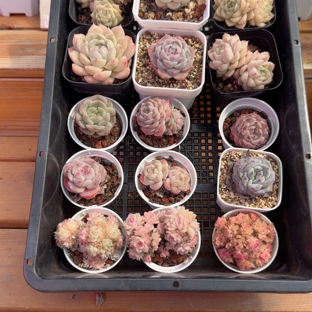 框拍框拍0222-91