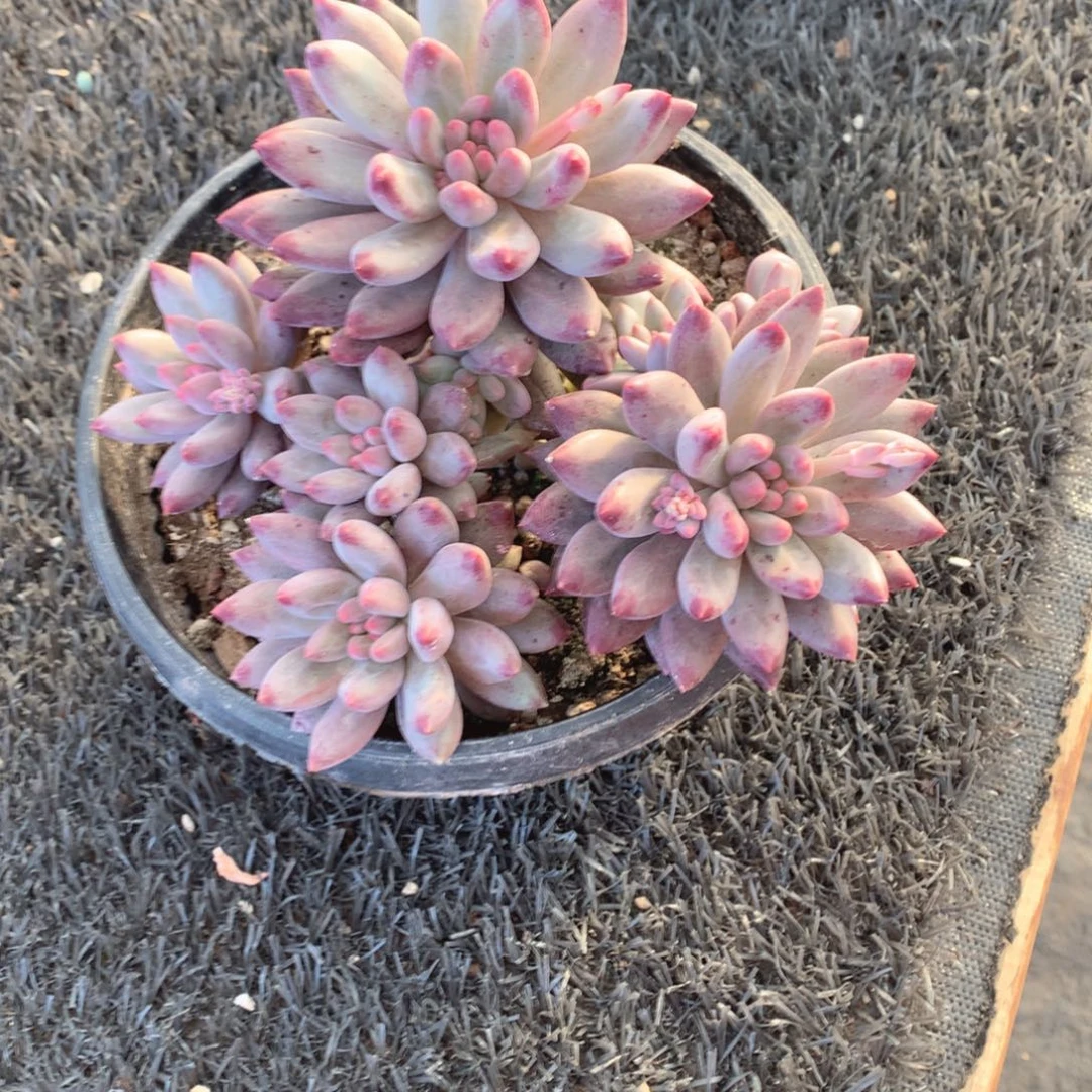 多肉植物多肉植物
