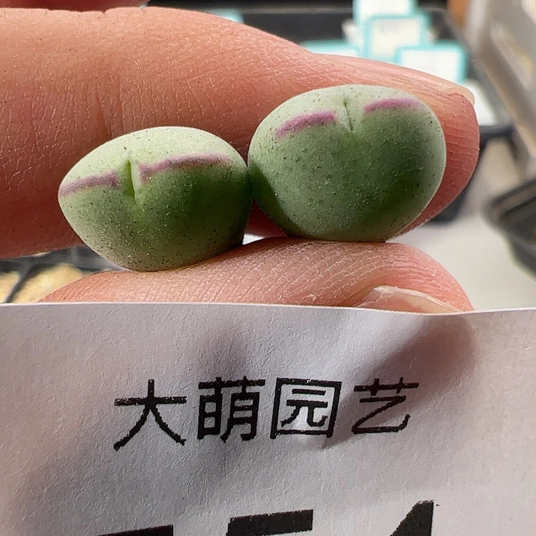 一物一拍毛少将。  554