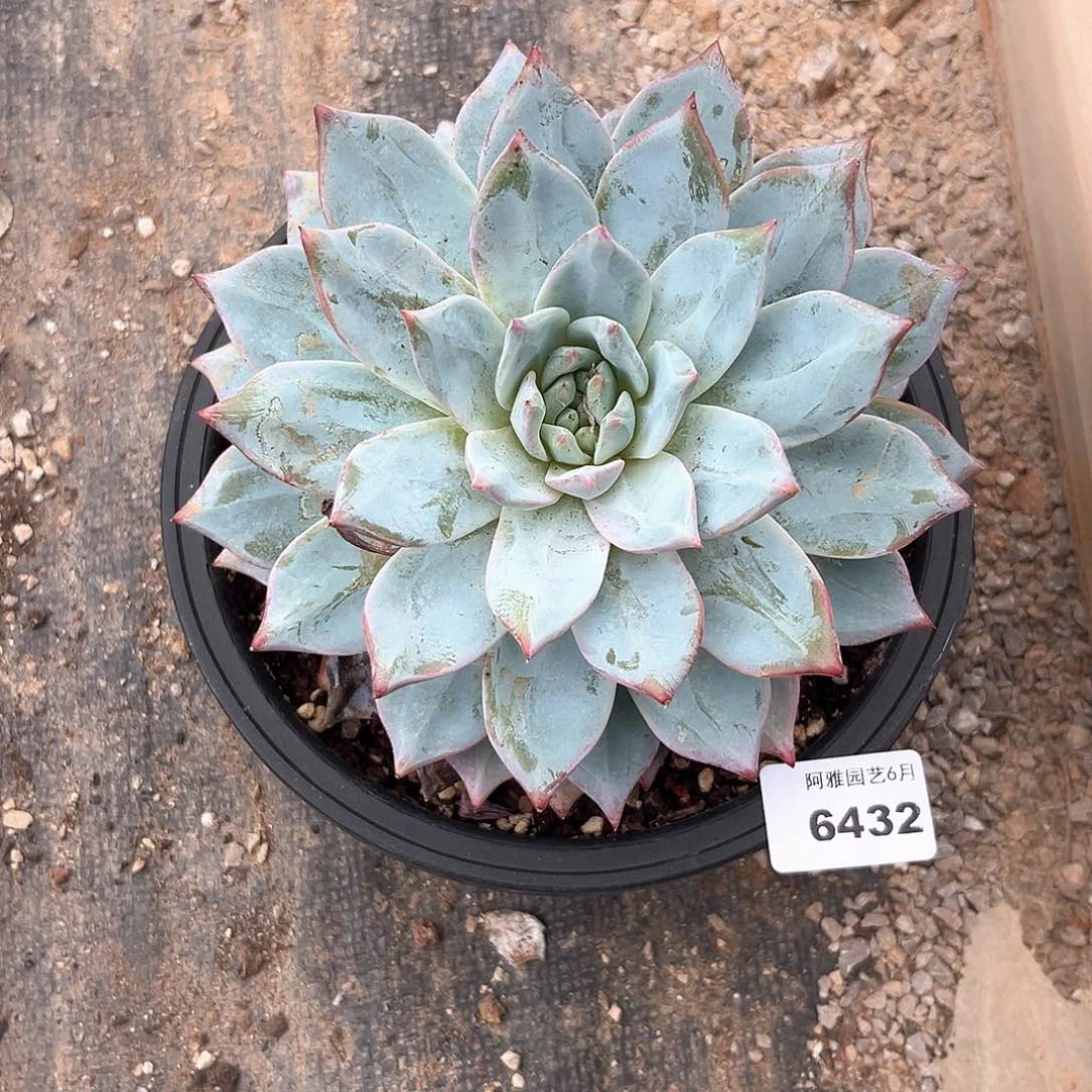 阿雅园艺。       6432粉蓝鸟