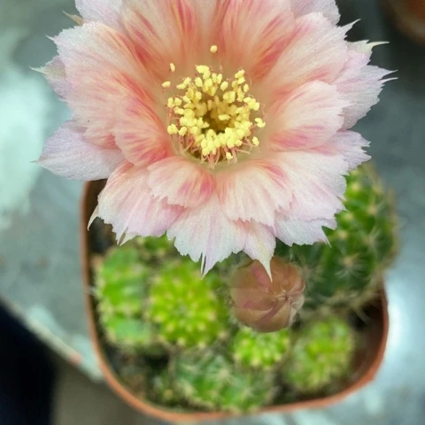 无花朵晓*粉色凤羽非常漂亮好看