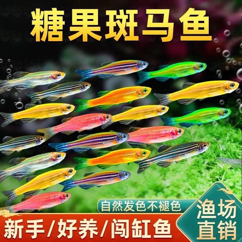 糖果彩色斑马鱼热带淡水观赏鱼好养耐活小型鱼