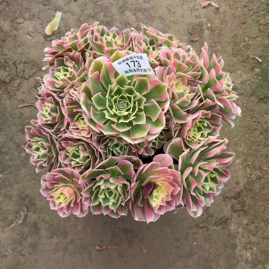 173粉水晶多肉植物法师