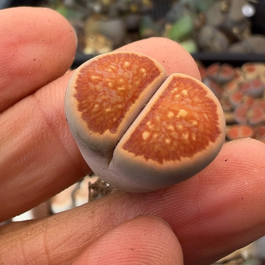 5544福利清111111111