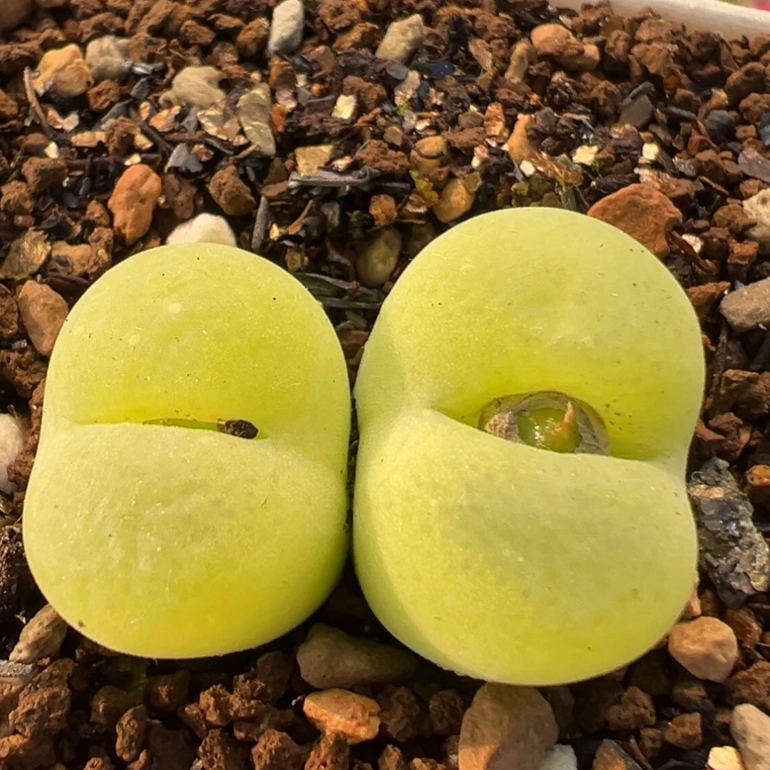 66多肉植物百科植物