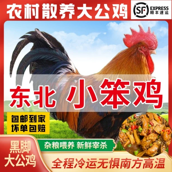 （爆品）散养土公鸡两只黑爪公鸡+鸡胗共重10斤左右