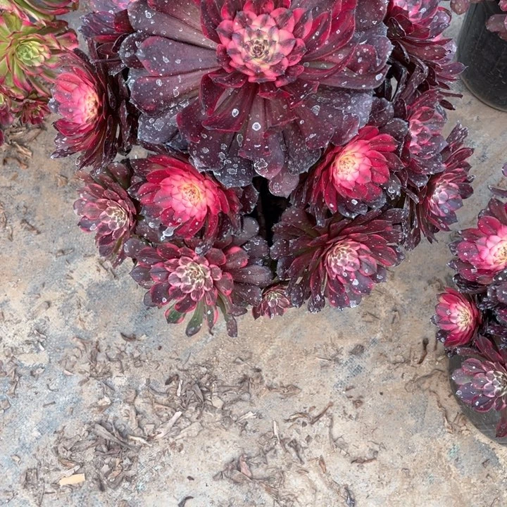 小***～004烟花多肉法师福利不包损