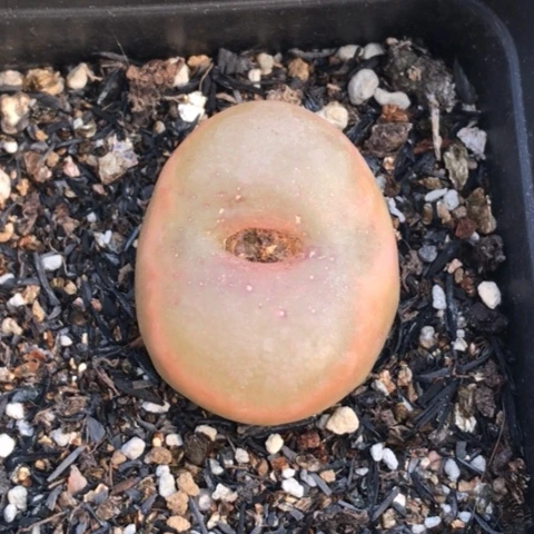 多肉肉锥 3Cm水蜜桃