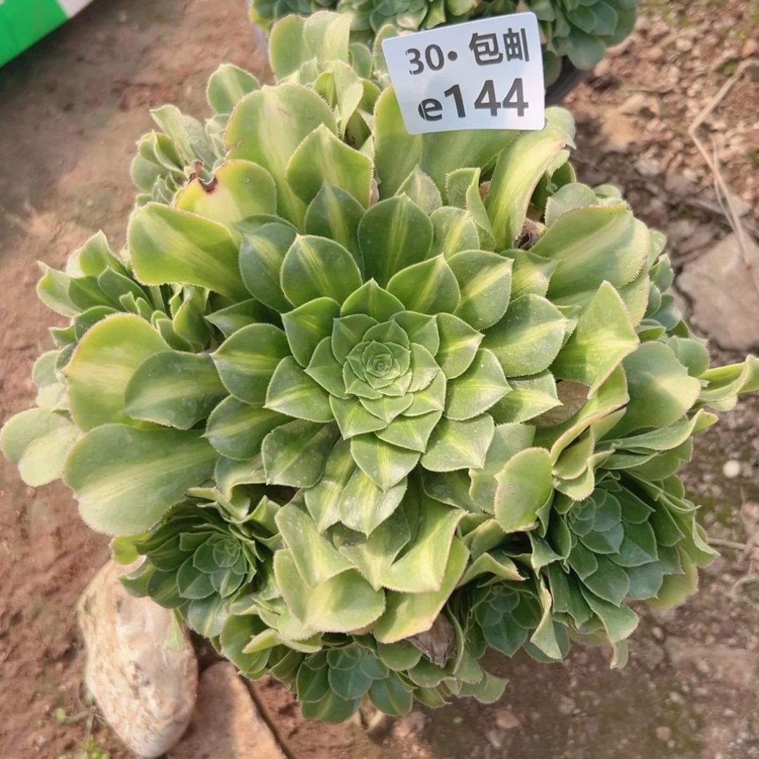 144翡翠琉璃多肉法师