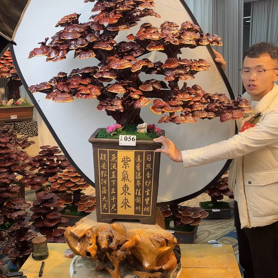 无花朵888888888889