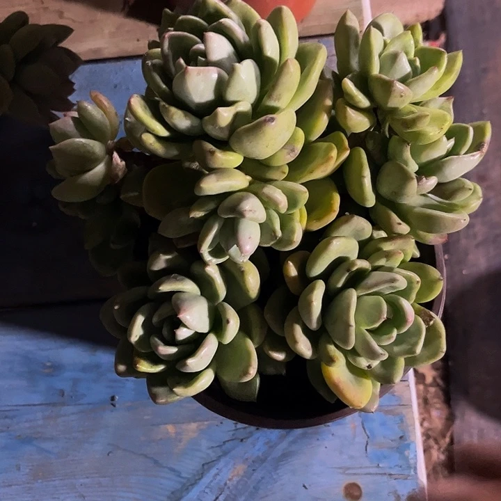 奶油鳄梨大群无砍一物一拍