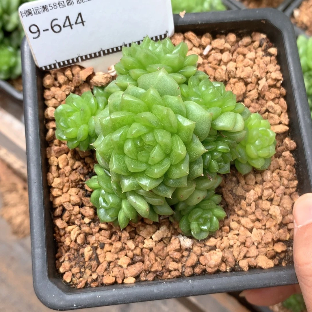 灯泡珍妮母本58包邮