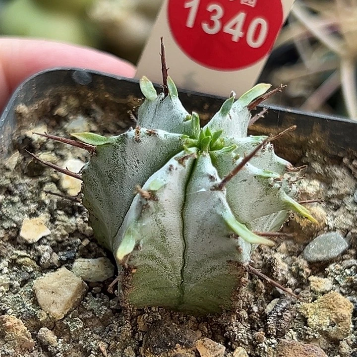 实生白衣魁伟玉3.2cm一棵仙人球