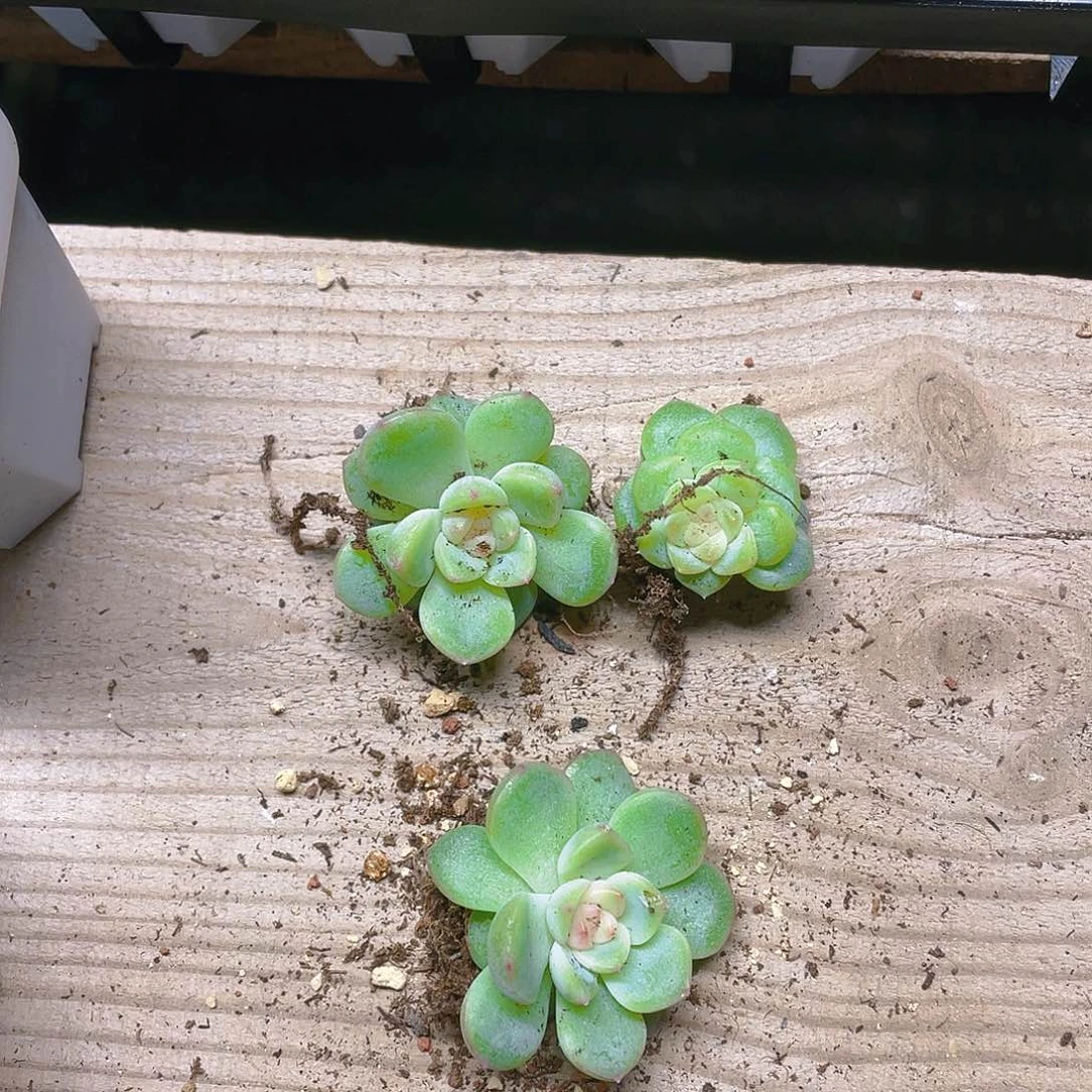 花*猫137 甜心单头一个满25包邮