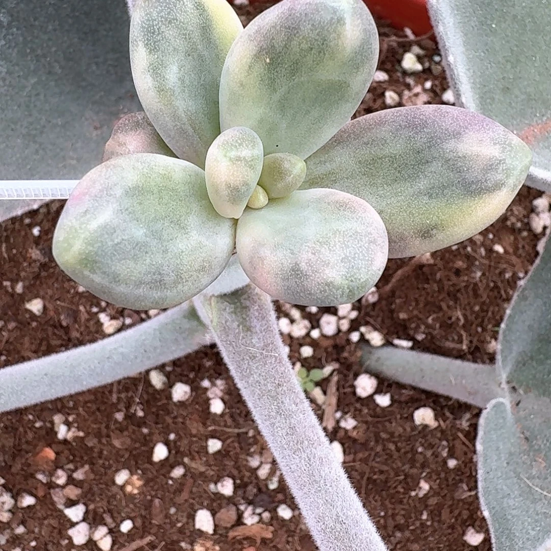 小****糖果美人锦多肉植物