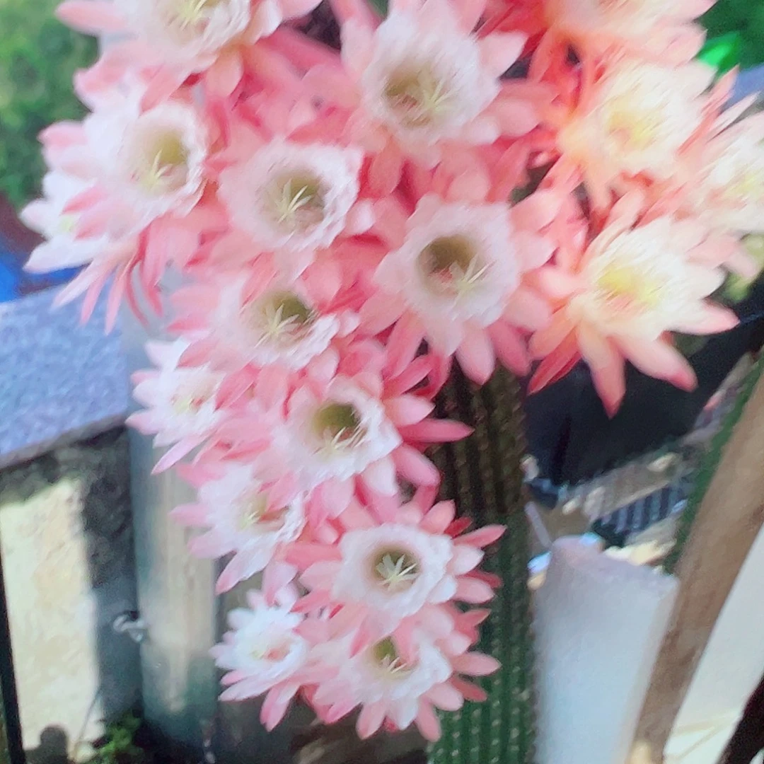 金妞 菲德尔 侧芽 满20包邮