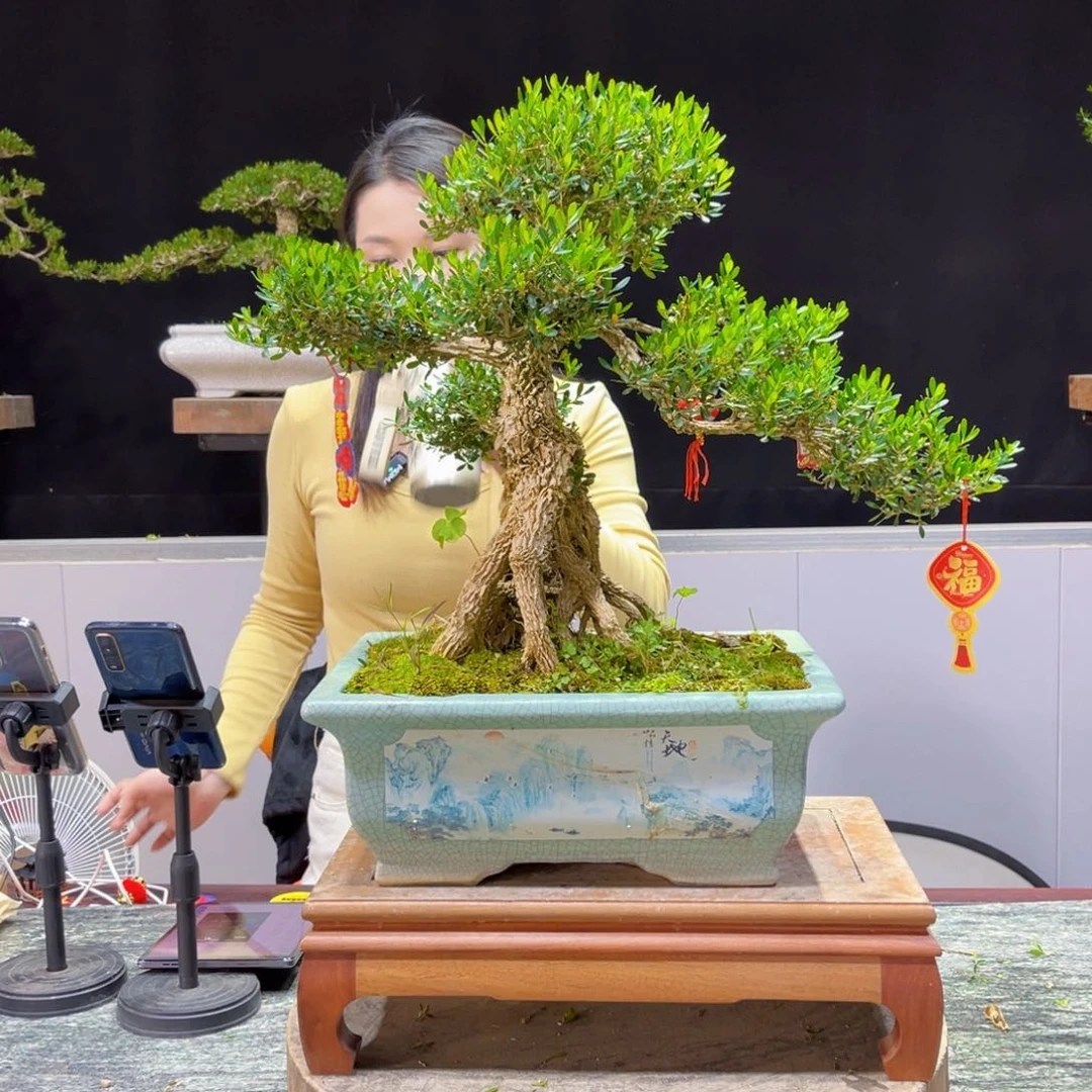 四季常青老桩黄杨盆景