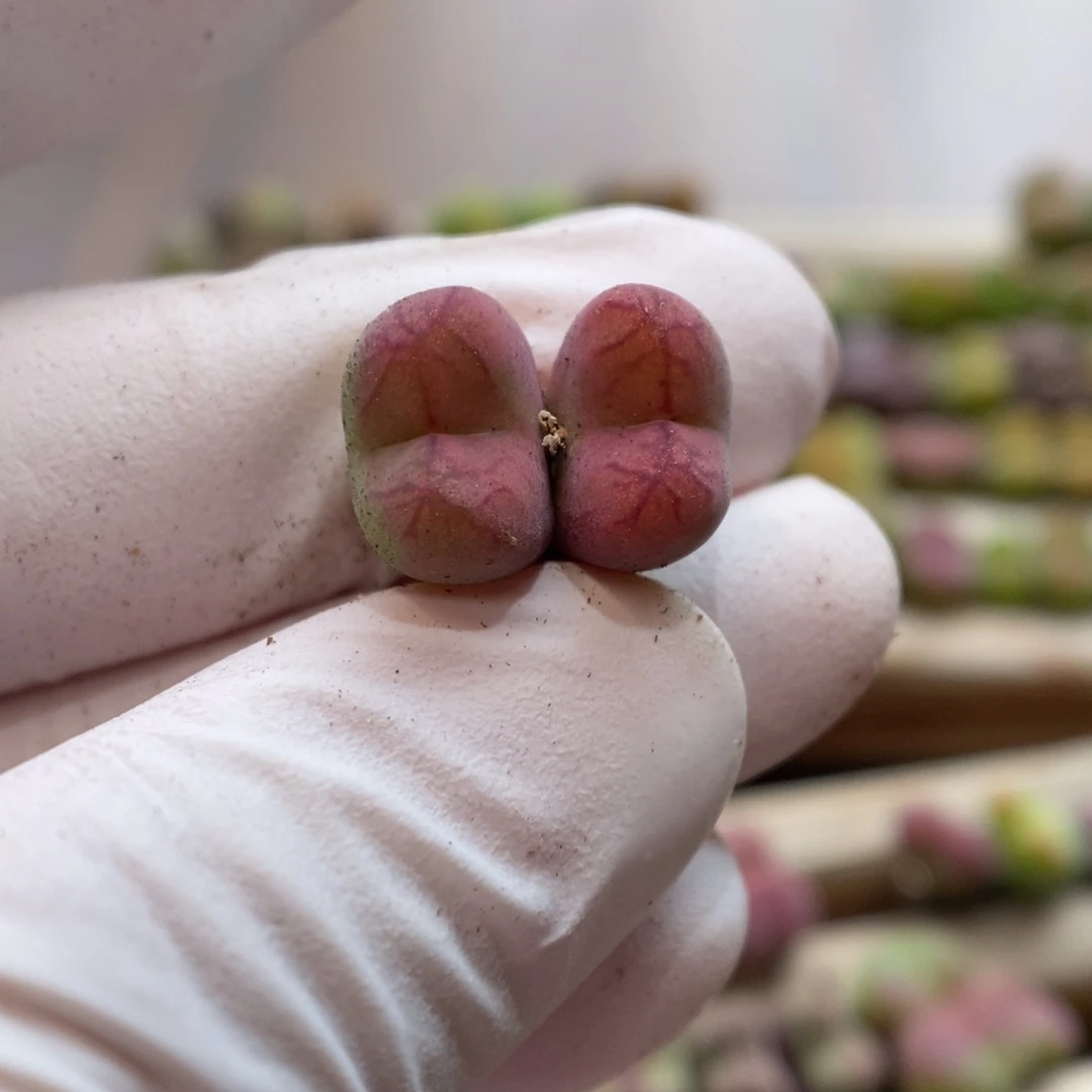 多肉植物肉锥杂交K-5572