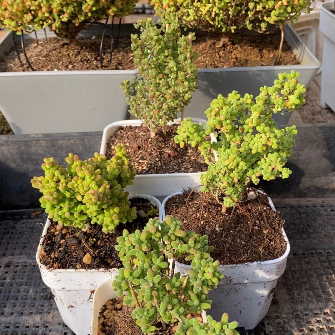 枝干番杏多肉植物136