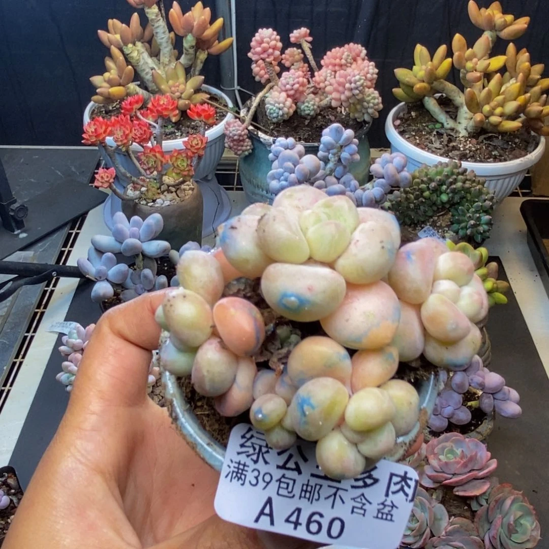 460萤火虫多肉5c m