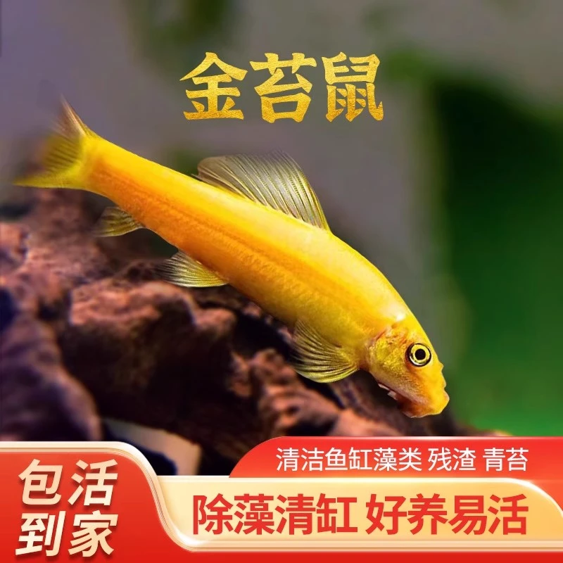 清道夫金苔鼠小型鱼淡水热带青苔鼠鱼吃鱼粪青苔类垃圾观赏鱼绿藻