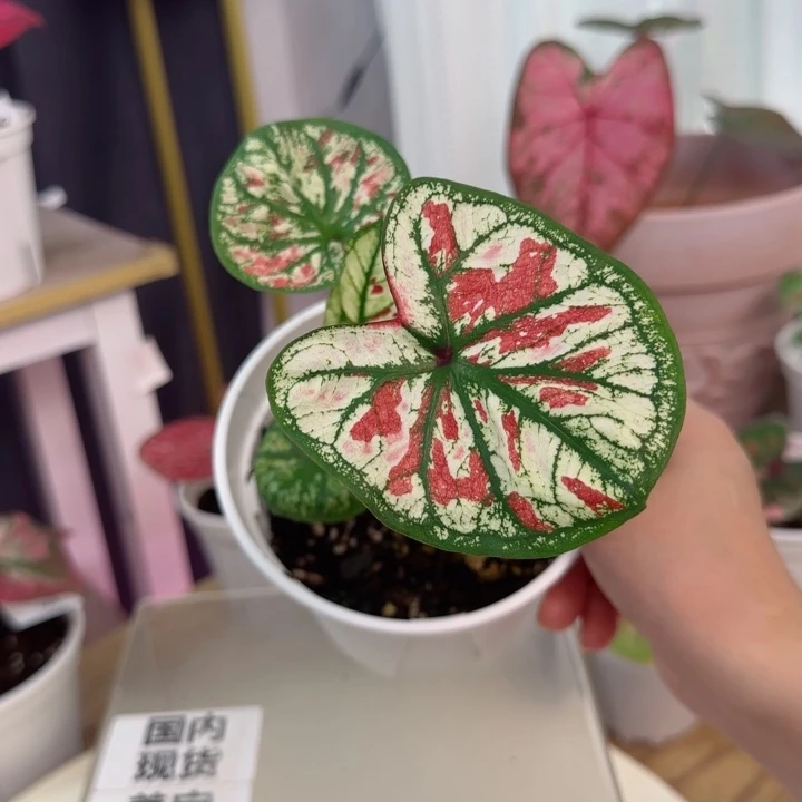 无花朵泰彩草莓D2174