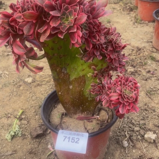 7152，美杜莎缀包邮