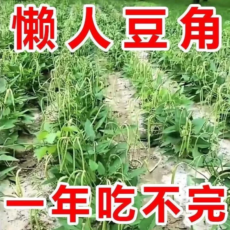 【全店买二赠一】摘不败无架长豆角豇豆四季种植不搭架蔬菜种子