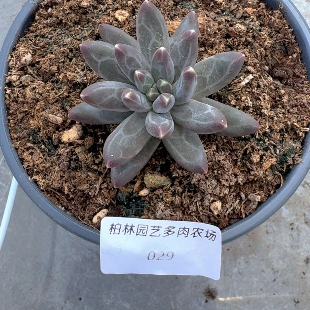 029 美人杂交 一物一拍