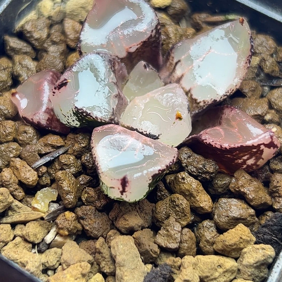 冰皇十二卷多肉植物