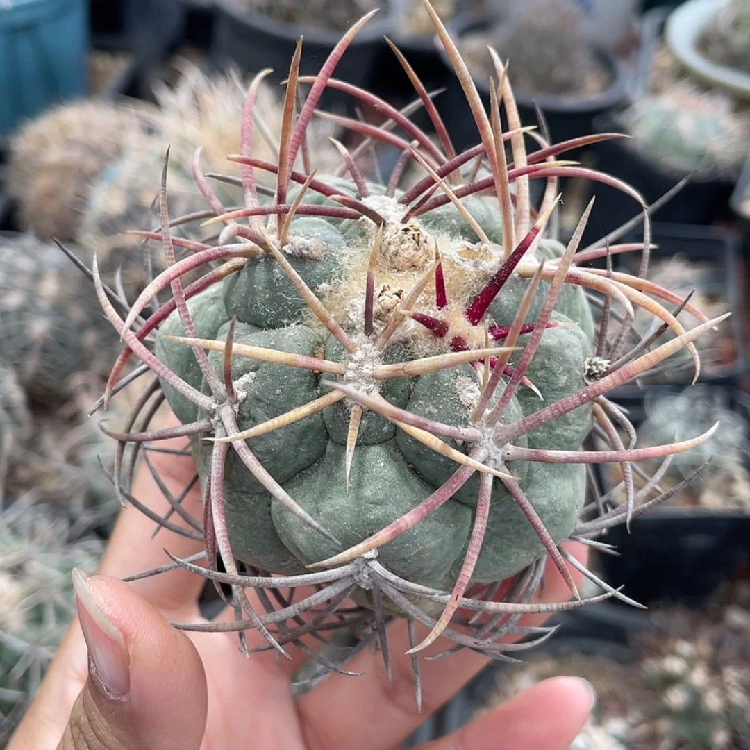 【闪购商品】高木菲冠龙冒根芽6666