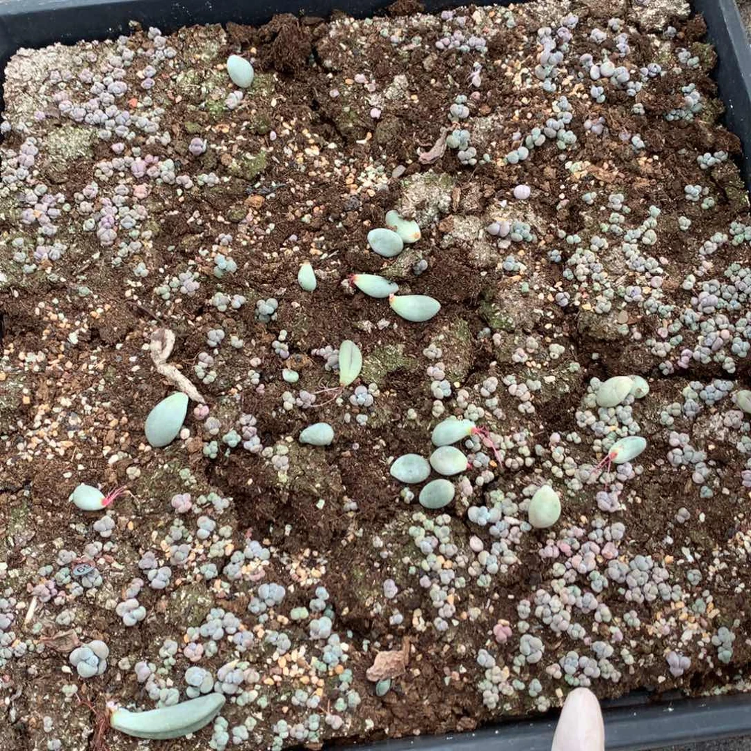 奶酪切糕一大盘子不包售后