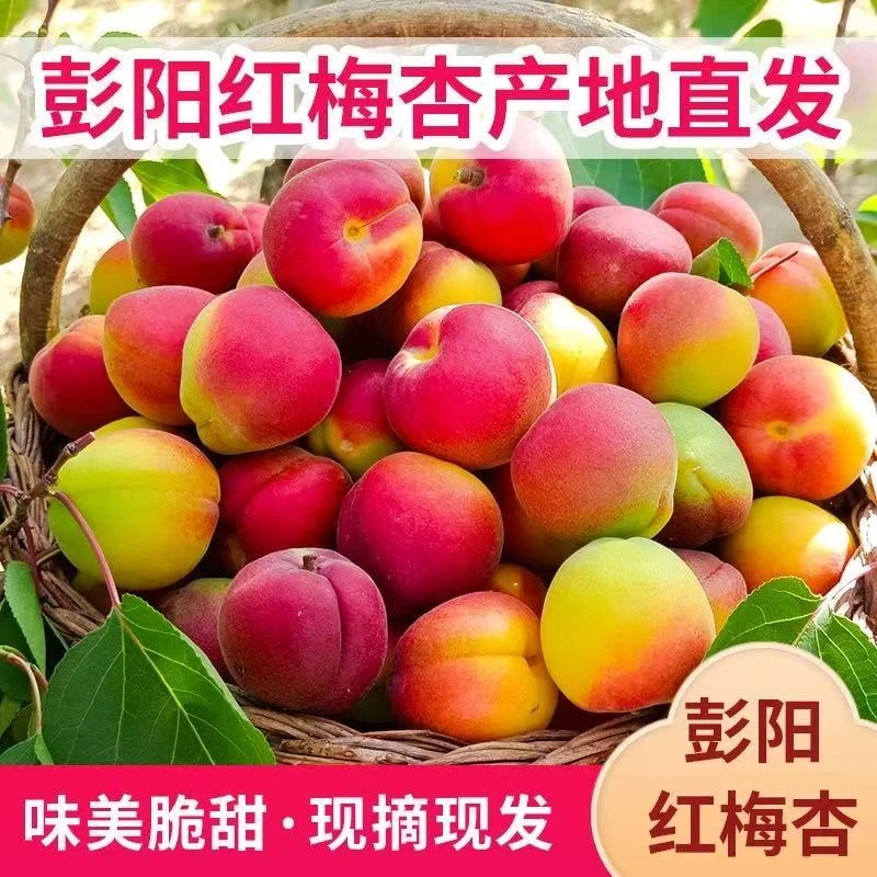 正宗彭阳红梅杏（净重5斤~5.2斤）宁夏回族自治区
