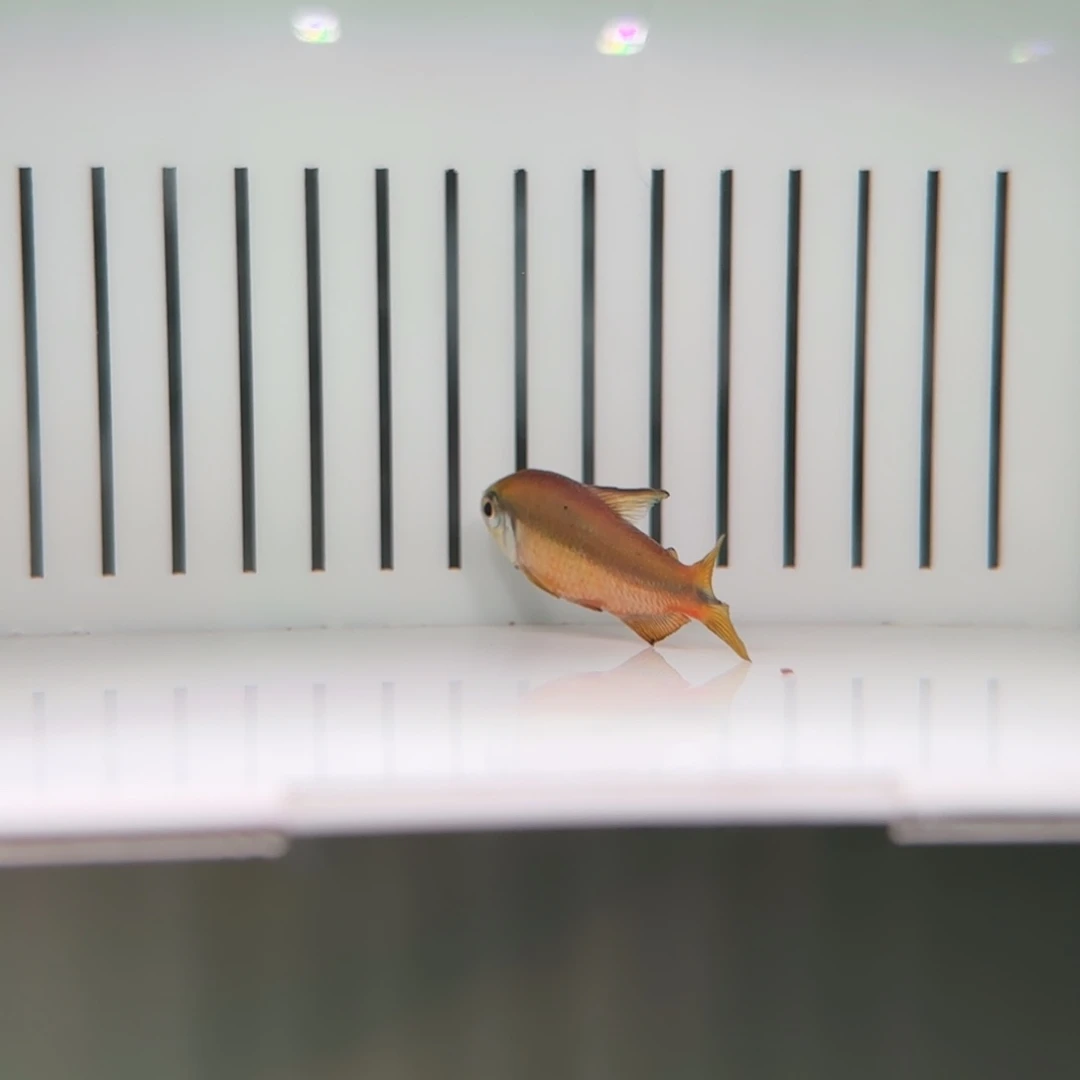 我***滴灯科鱼麻子超黄一条