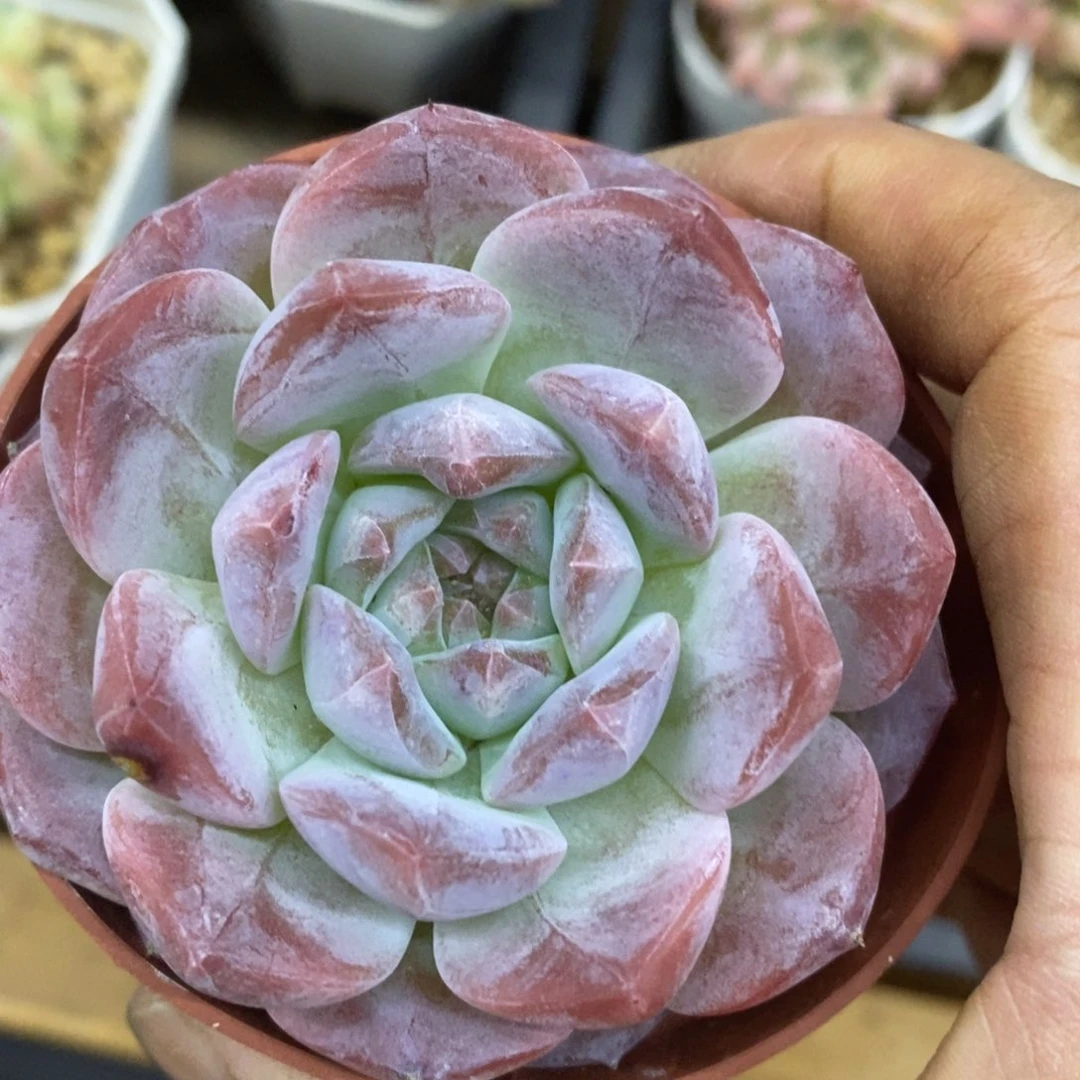 精品多肉一物一拍不包整90