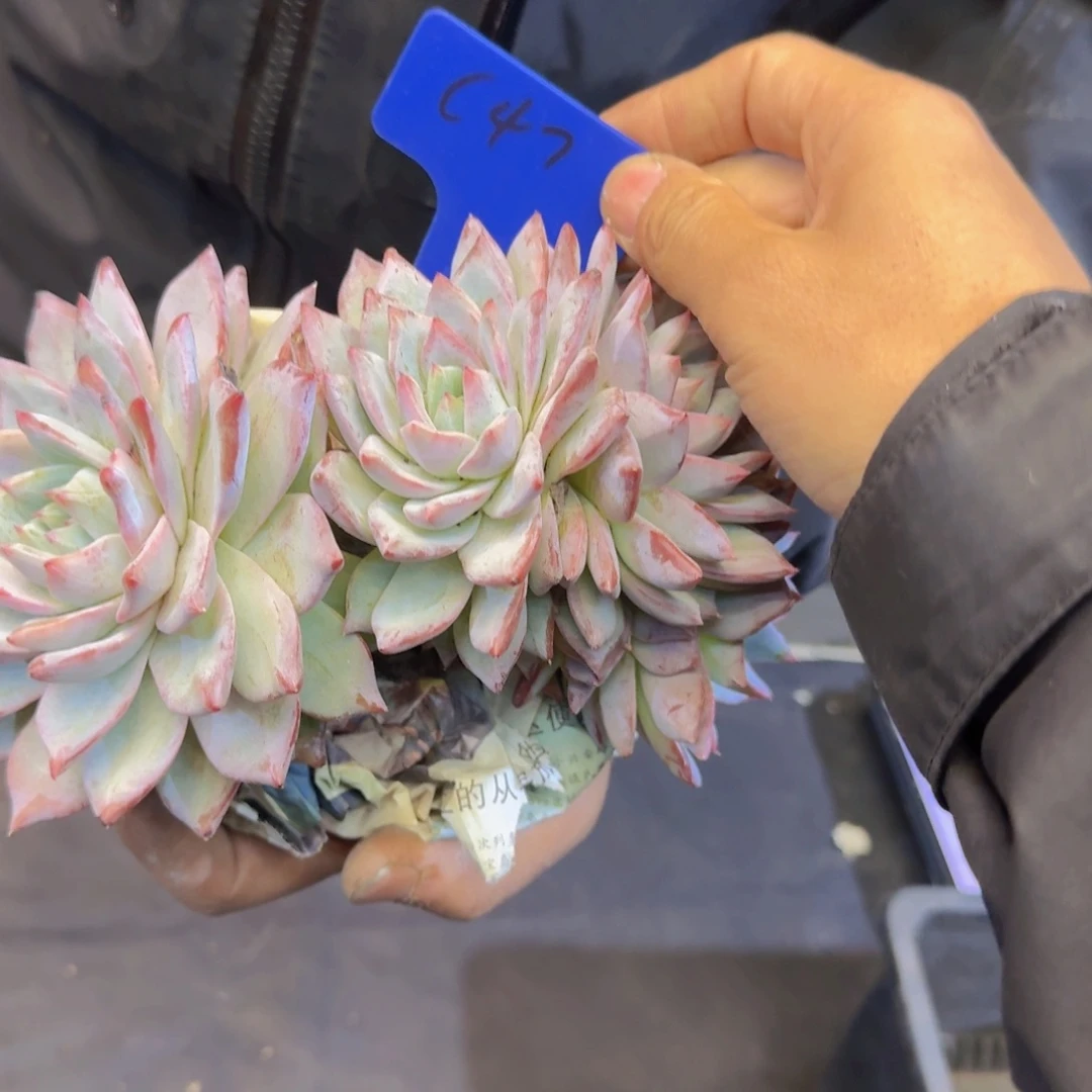 多肉植物的生长发育和生长