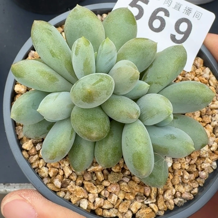 胖体哥特萝莉  开播福利多肉植物