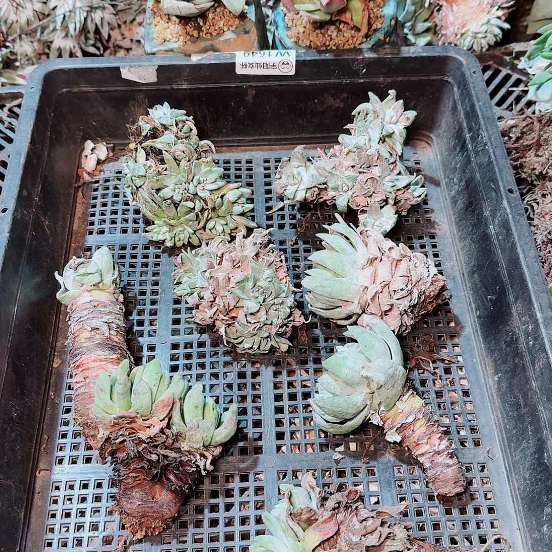 1742瑕疵框拍不售后