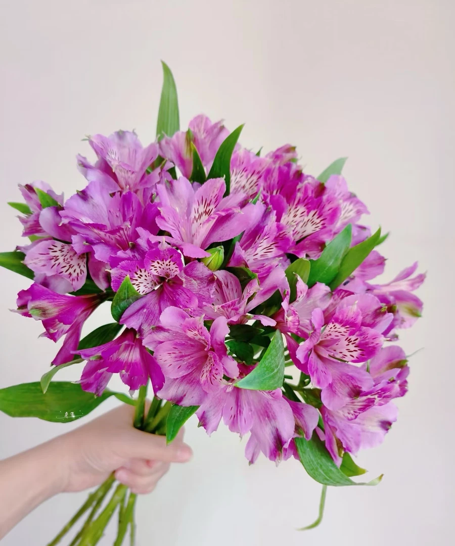 紫色六出花(水仙百合)10支  特别仙气  批发花店摆地摊  基地直发