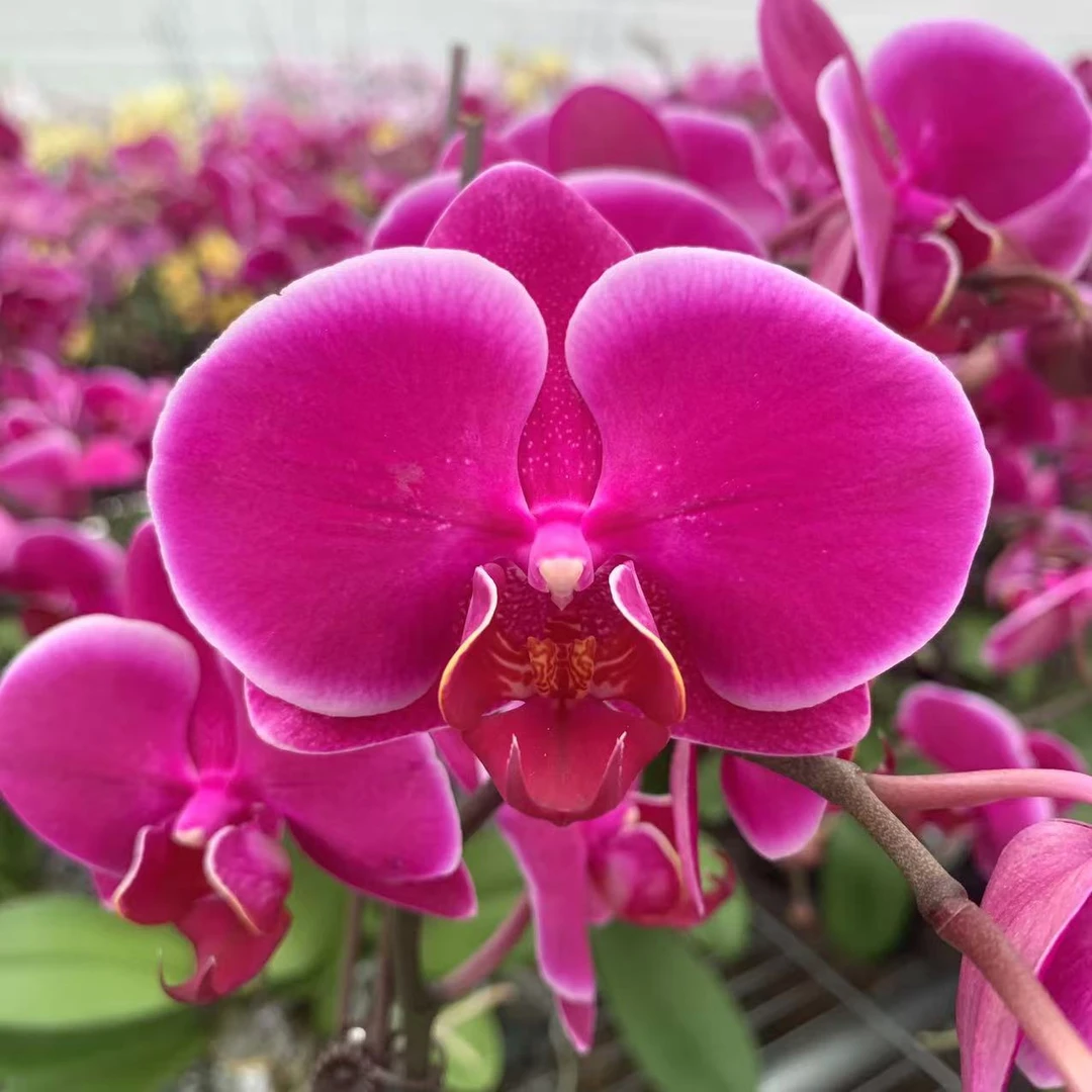 十月里蝴蝶兰【比勒陀利亚 安祖原杯】开花株发货