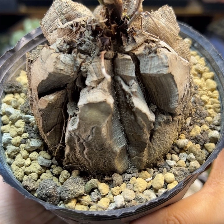 晚12号南非龟甲龙8.2公分带盆老盆