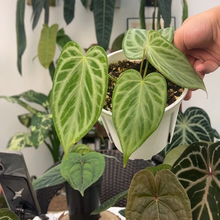 不开花植物优选蝶叶银