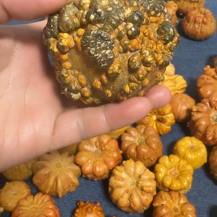 幸***️墨西哥七彩疙瘩葫芦瑕疵不退货